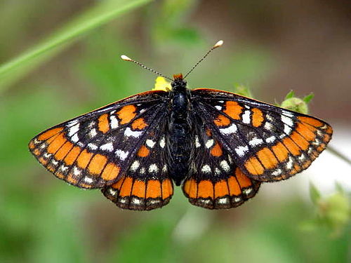 Euphydryas gillettii